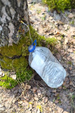 Huş ağacından suyu toplama