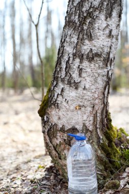 Huş ağacından suyu toplama