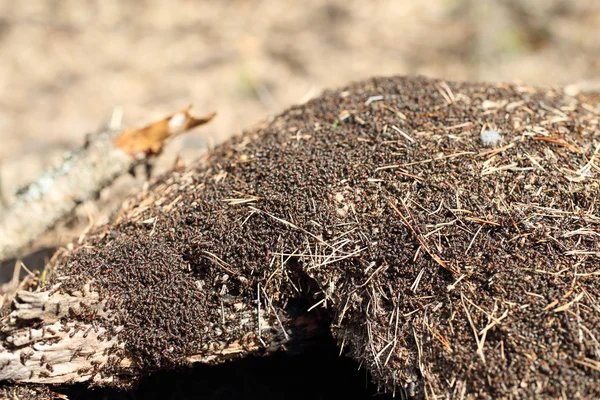 Μυρμηγκοφωλιά στο δάσος — Φωτογραφία Αρχείου