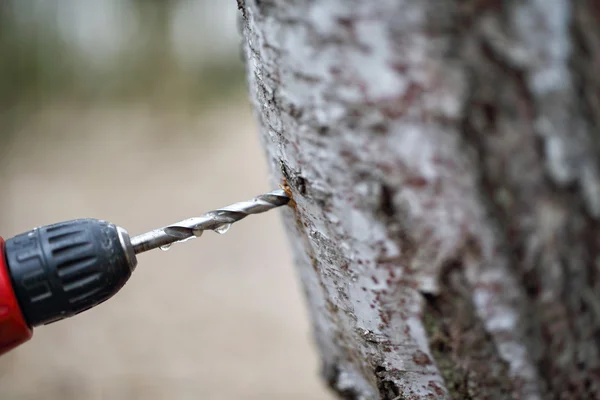 Collecting juice from birch tree — Stock Photo, Image