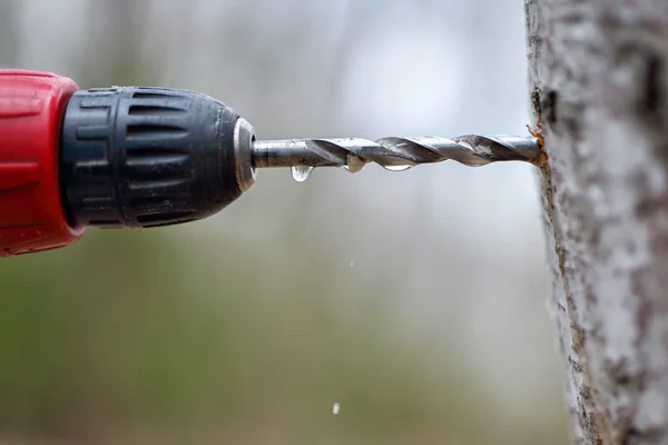 Collecting juice from birch tree — Stock Photo, Image