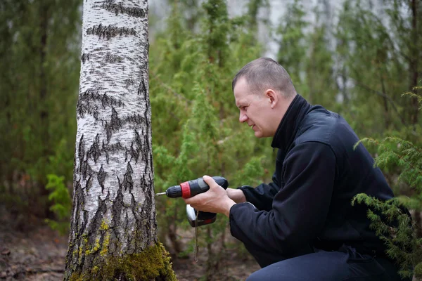 Drill hole in birch tree — Stock Photo, Image