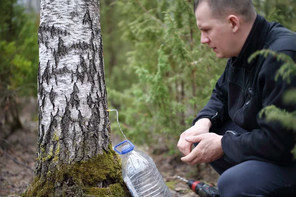 Collecting juice from birch tree — Stock Photo, Image