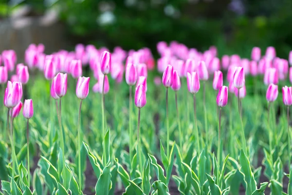 Flower tulips background.