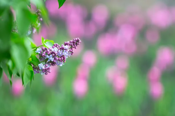Lila květy. Světle fialový květ. — Stock fotografie