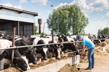 adam çiftçi süt ineklerin ile çiftlikte çalışma