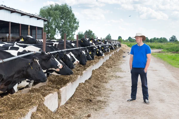 Tejelő tehenek a gazdaságban dolgozó férfi farmer — Stock Fotó