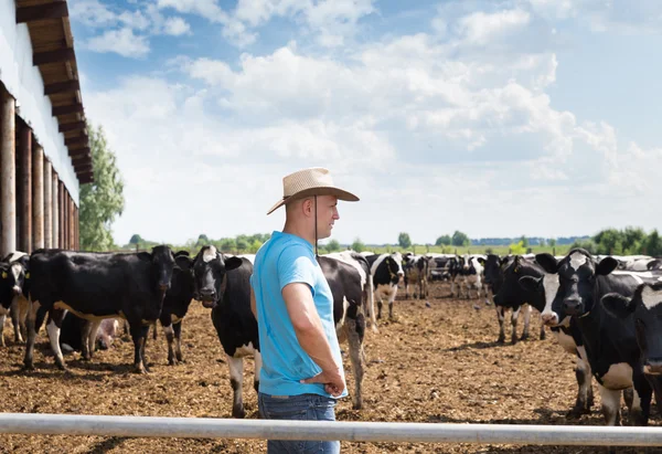 Uomo agricoltore che lavora in azienda con vacche da latte — Foto Stock