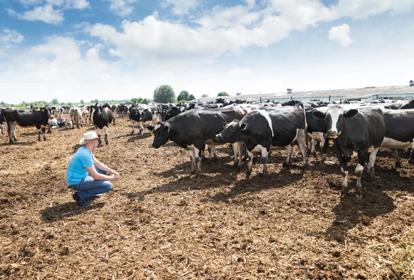 Hombre agricultor que trabaja en la granja con vacas lecheras — Foto de Stock