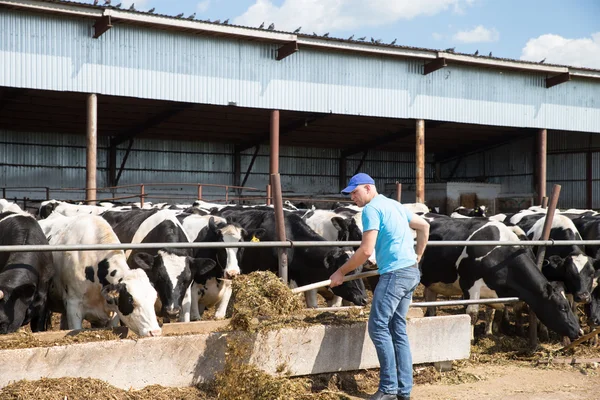 Hombre agricultor que trabaja en la granja con vacas lecheras — Foto de Stock