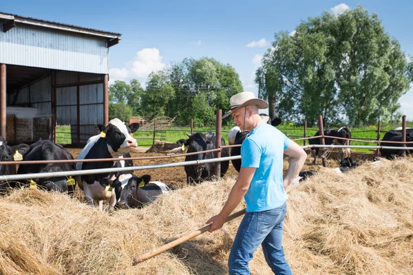 Muž Farmář pracuje na farmě s dojnic — Stock fotografie