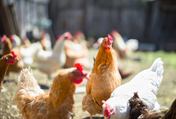 Pollos en la granja —  Fotos de Stock