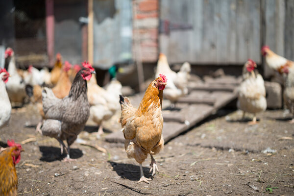 chickens on farm