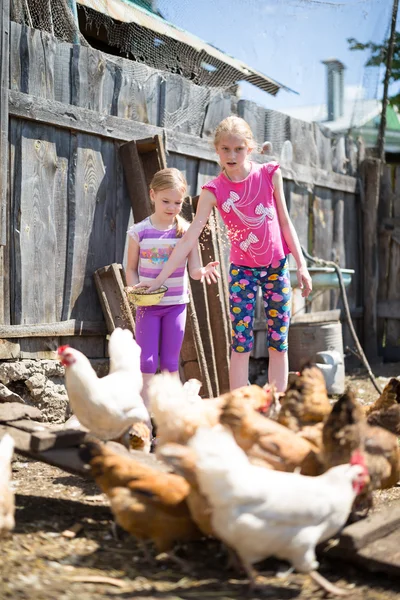 Children fed chickens — Stock Photo, Image