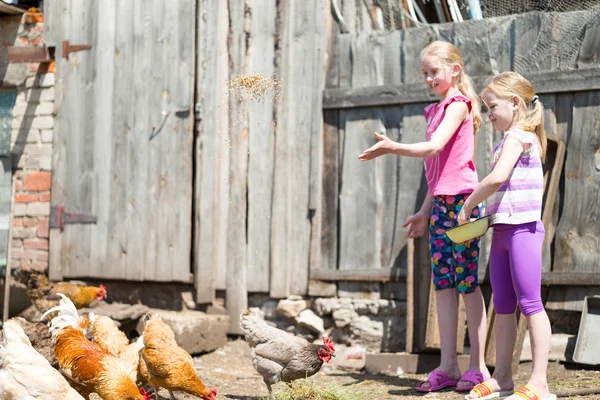 닭을 먹이 하는 어린이 — 스톡 사진