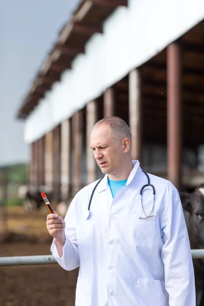 Vétérinaire à la ferme vaches — Photo