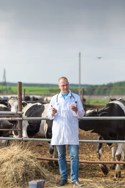 農場の牛の獣医師 — ストック写真