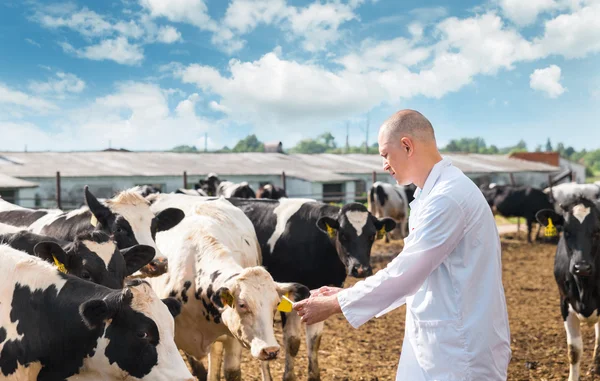 Állatorvos, a farm tehén — Stock Fotó
