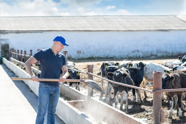 乳牛と農場で働いて男農家 — ストック写真