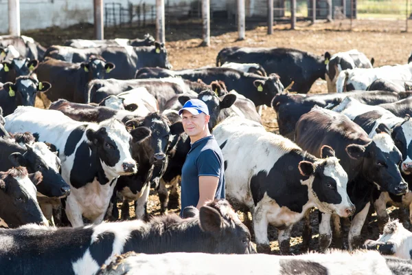 Tejelő tehenek a gazdaságban dolgozó férfi farmer — Stock Fotó