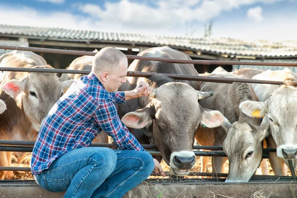 Homem agricultor que trabalha na fazenda com vacas leiteiras — Fotografia de Stock