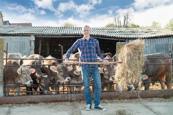 Landwirt arbeitet auf Bauernhof mit Milchkühen — Stockfoto