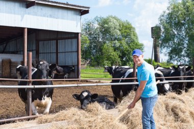adam çiftçi süt ineklerin ile çiftlikte çalışma