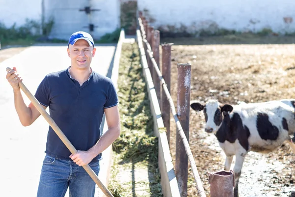 Homem agricultor que trabalha na fazenda com vacas leiteiras — Fotografia de Stock