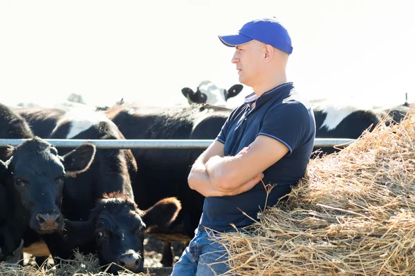 Homem agricultor que trabalha na fazenda com vacas leiteiras — Fotografia de Stock