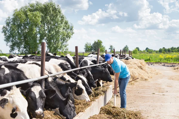 Homem agricultor que trabalha na fazenda com vacas leiteiras — Fotografia de Stock