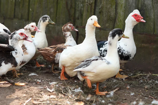 Pollo y polla en la granja. Tema rústico . — Foto de Stock