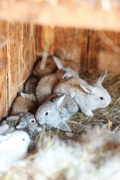 Cute small rabbit in hutch