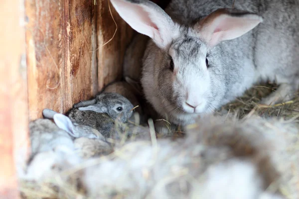 Niedliche kleine Kaninchen im Stall — Stockfoto