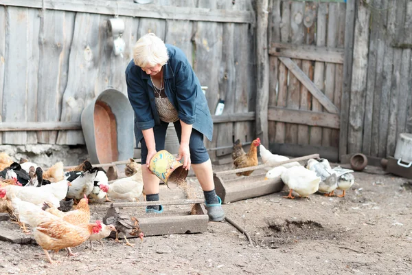 Woman farmer feeds chickens and geese — Stock Photo, Image