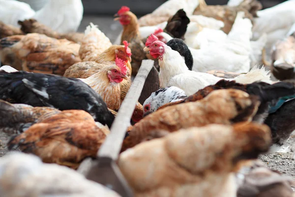 Kyckling och kuk på gården. Rustik tema. — Stockfoto