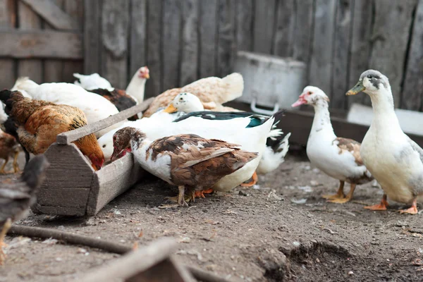 Pollo e cazzo in fattoria. Tema rustico . — Foto Stock