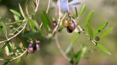 Bir dalda zeytin meyveleri. Genç zeytin meyveleri. Zeytin ağacında meyveler yetişir.