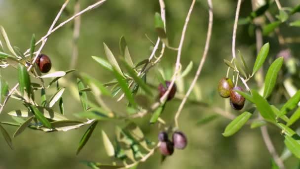 Los frutos de oliva en una rama. Los frutos jóvenes de oliva. Frutos cultivados en el olivo — Vídeos de Stock