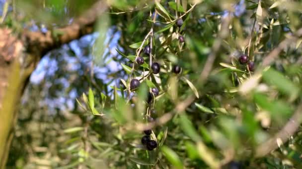 Los frutos de oliva en una rama. Los frutos jóvenes de oliva. Frutos cultivados en el olivo — Vídeo de stock