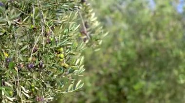 Bir dalda zeytin meyveleri. Genç zeytin meyveleri. Zeytin ağacında meyveler yetişir.