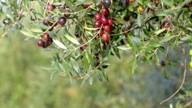 Bir dalda zeytin meyveleri. Genç zeytin meyveleri. Zeytin ağacında meyveler yetişir.