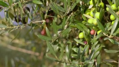 Bir dalda zeytin meyveleri. Genç zeytin meyveleri. Zeytin ağacında meyveler yetişir.