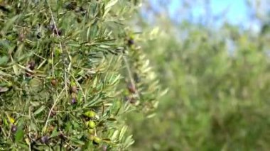 Ağaçta yetişen zeytinler, rüzgarla hareket eden arka plandaki yapraklar. Zeytin ağacı, taze zeytin.