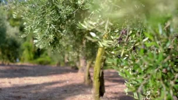 Fruits d'olivier sur une branche.Jeunes fruits d'olive. Fruits cultivés sur l'olivier — Video