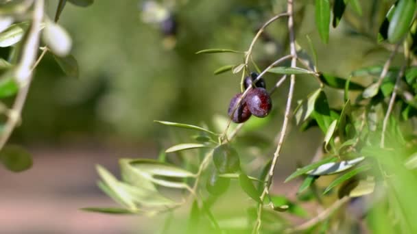 Fruits d'olivier sur une branche.Jeunes fruits d'olive. Fruits cultivés sur l'olivier — Video
