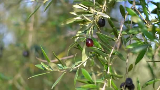 Frutos de azeitona em uma ramificação.Jovens frutos de azeitona. Frutas cultivadas na oliveira — Vídeo de Stock