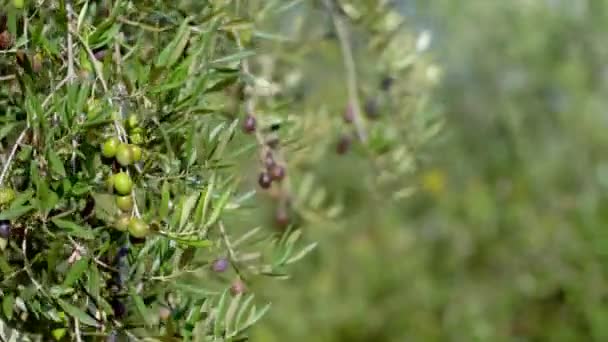 Fruits d'olivier sur une branche.Jeunes fruits d'olive. Fruits cultivés sur l'olivier — Video