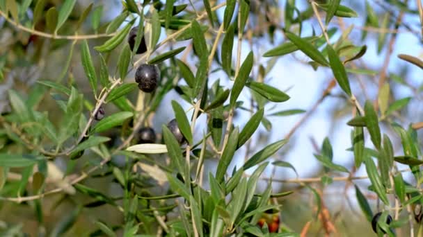 Los frutos de oliva en una rama. Los frutos jóvenes de oliva. Frutos cultivados en el olivo — Vídeos de Stock