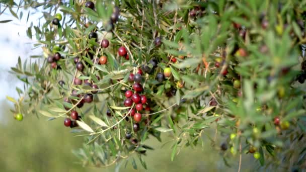 Fruits d'olivier sur une branche.Jeunes fruits d'olive. Fruits cultivés sur l'olivier — Video