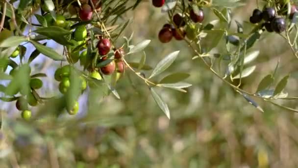 Los frutos de oliva en una rama. Los frutos jóvenes de oliva. Frutos cultivados en el olivo — Vídeo de stock